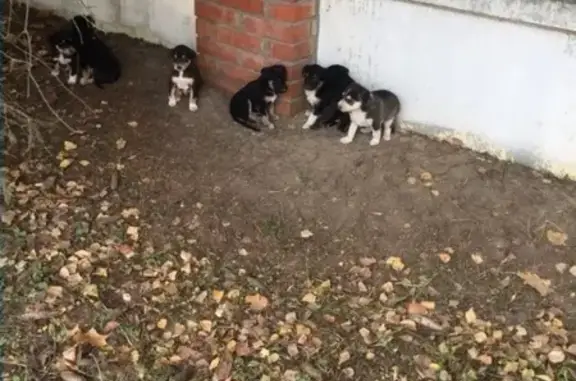 Пропали щенки в Апрелевке, ищут дом!