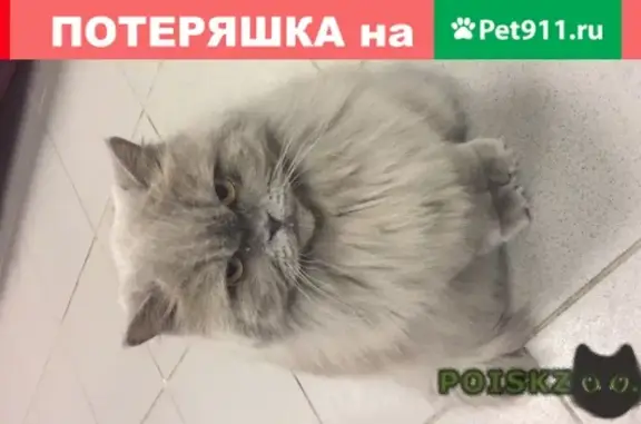 Пропала кошка на Бескудниковском бульваре, Москва