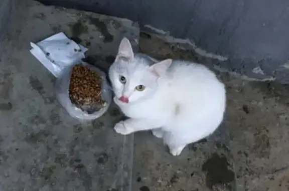 Найдена кошка на ул. Ф. Показаньева, г. Сургут.