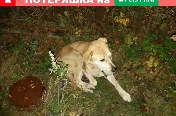 Собака найдена в деревне Невский Парклесхоз, Ленинградская область.