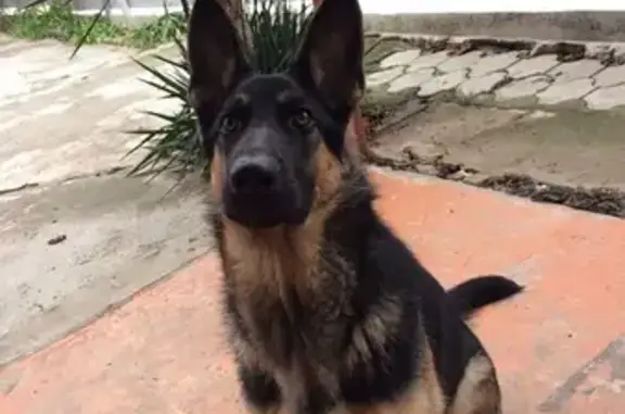 Пропала собака в Витязево, два ошейника, не агрессивная