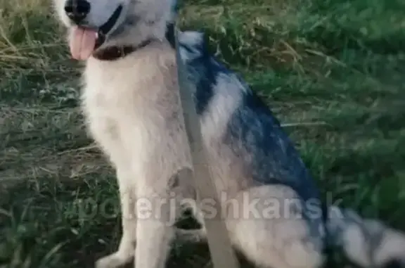 Пропала собака Майя в посёлке Садовый, Новосибирская область