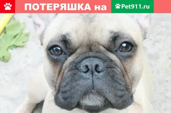 Пропала собака в Симферополе, помогите найти!