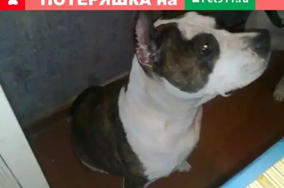 Пропала собака Клеймо М6081 в Евпатории