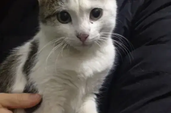 Найдена кошка в Петрозаводске на Машезерской улице