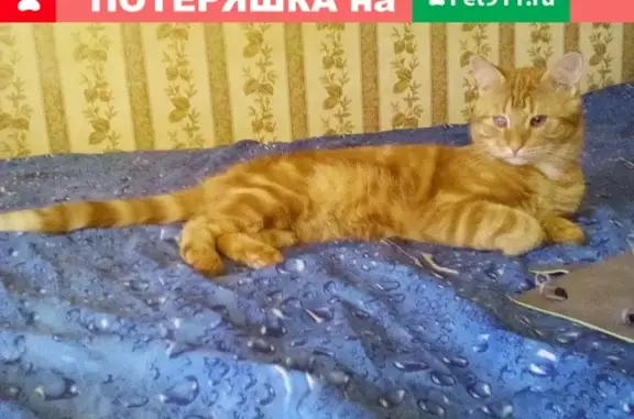Пропала кошка на ул. Исаковского, д. 14к1 (Москва)
