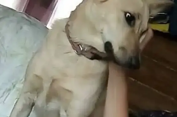 Собака найдена на трассе в Костромской области