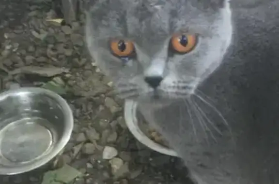 Ухоженная кошка найдена в Ростове на 1-й Киргизской
