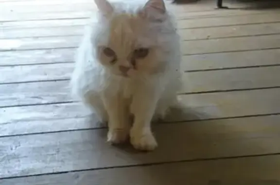 Найдена персидская кошка в деревне Полиносово, Владимирская область