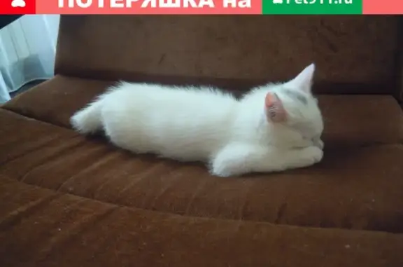 Найден белый котенок в Чебоксарах