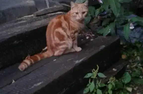 Найдена кошка в пос. Красный Яр, Новосибирская обл.