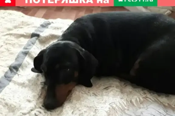 Пропала собака в Кузнечихе, страдающая эпилепсией