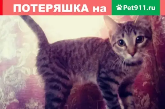 Пропала кошка в Павловске, СПб: Люся, серенькая, темная полоска на шее.