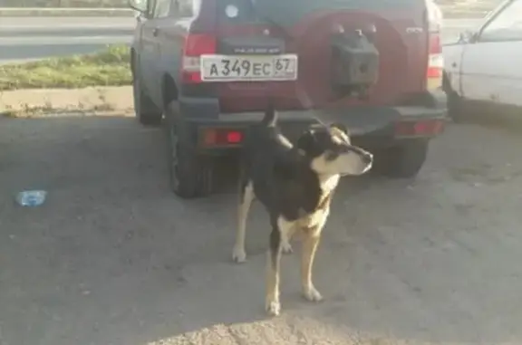 Собака бездомная на Рославльском кольце, Смоленск