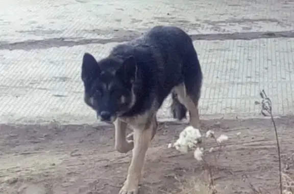 Найдена немецкая овчарка в Омске, Советский округ.