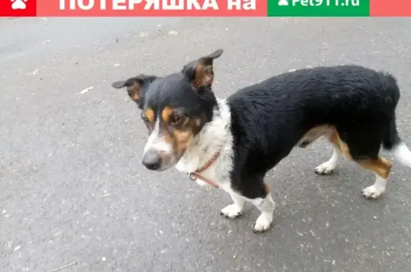 Найдена собака на ул. Панфилова, 8.