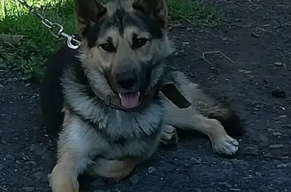 Пропала собака Рекс в Василовке, Челябинская область