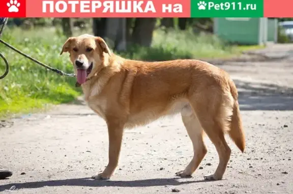 Пропала собака в селе Федосьино, Г. Коломна