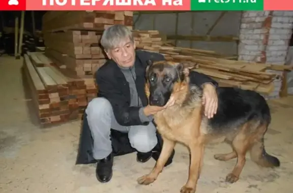Найдена овчарка на улице Гвардейской в Казани