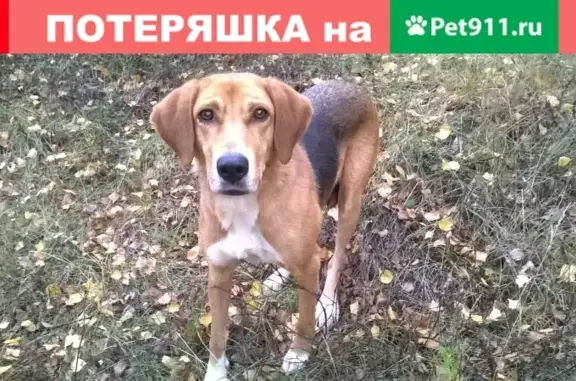 Найдена собака в СНТ Луговское.