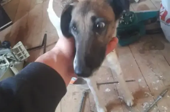 Найдена собака в Наро-Фоминске без ошейника