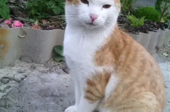 Найдена кошка Рыжик в Кетовском районе