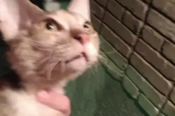 Найден стриженый породистый котенок на 4ой линии в Ростове-на-Дону