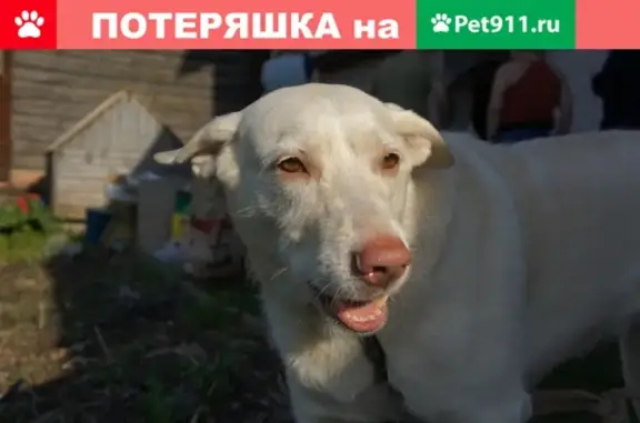 Пропала собака Метис лабрадора и овчарки после ДТП в лесу, д. Прилуки, Великий Новгород