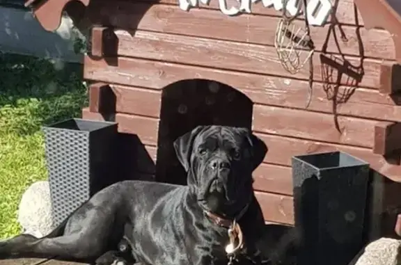 Пропала собака породы Кане корсо в п. Шоссейный, Калининград
