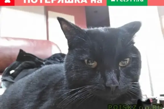 Пропала кошка найдена на улице Мостовицкая 3!