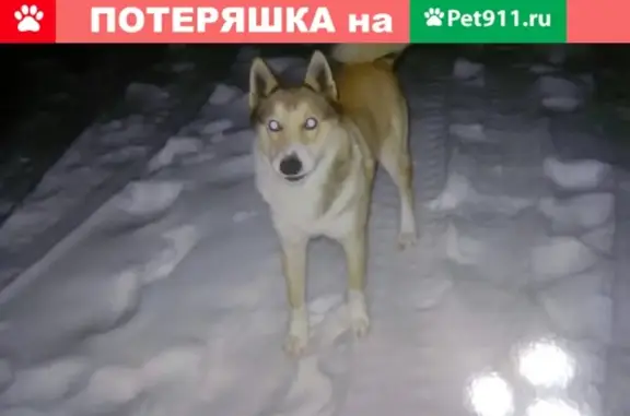 Пропала собака Рекс в Белореченске