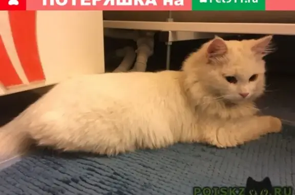Пропал кот, найден на Подольских курсантах, ищет новый дом!