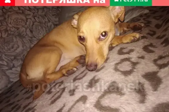 Пропала собака Рэй на улице Расковой, 43 (37 символов)