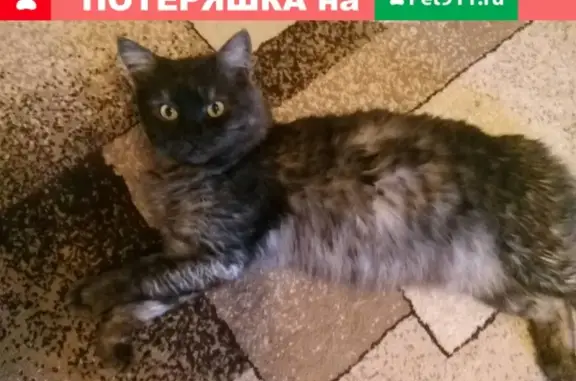Пропала кошка Вася в Череповце, ул. Батюшкова