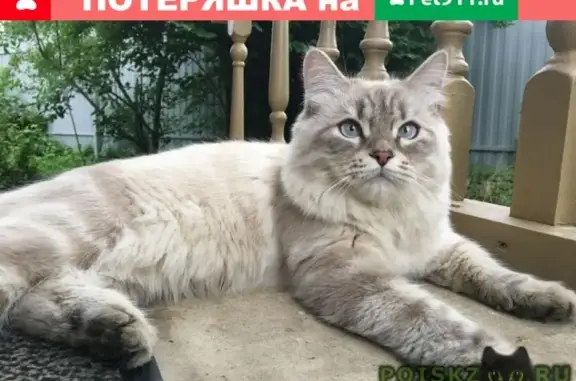 Пропал кот Гоша в Мамоново, Московская область