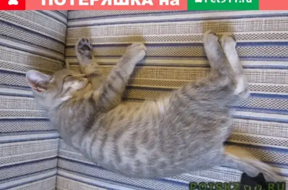 Пропал мальчик-котенок в Томске, помогите найти!