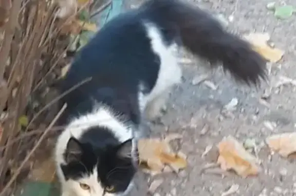 Потеряшка кошка ищет хозяев в Сокольниках