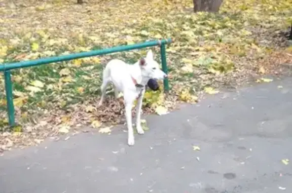 Собака найдена на Ляпидевского 12 в Москве