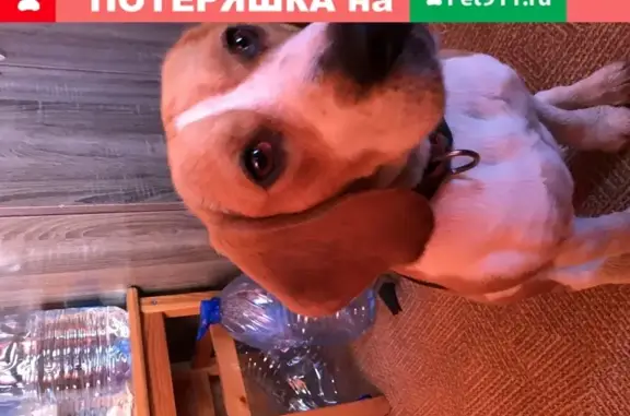 Найдена собака породы Бигль в деревне Алексино, Московская область