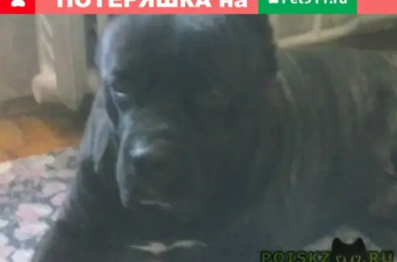 Собаки потеряшки, Петровское, фото: Потеряшкаи две собаки в Павловой Горе