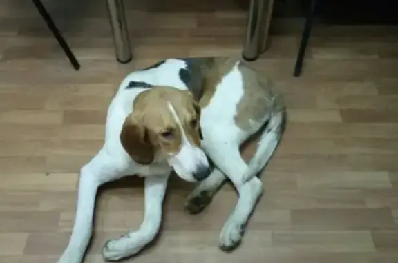 Найдена собака, Котельское, фото: Собака найдена на ж/д переезде в Тарайке, Ленобласть