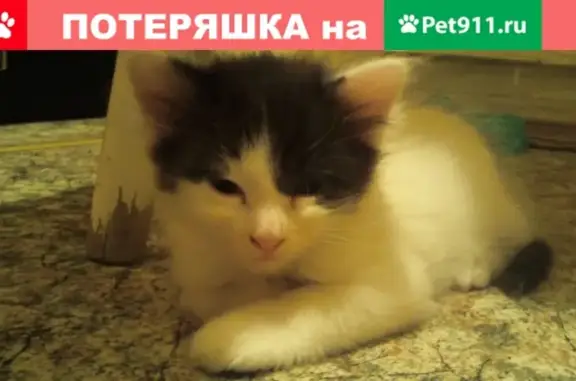 Пропала кошка Маша в Глазове, ул. Наговицына, 14
