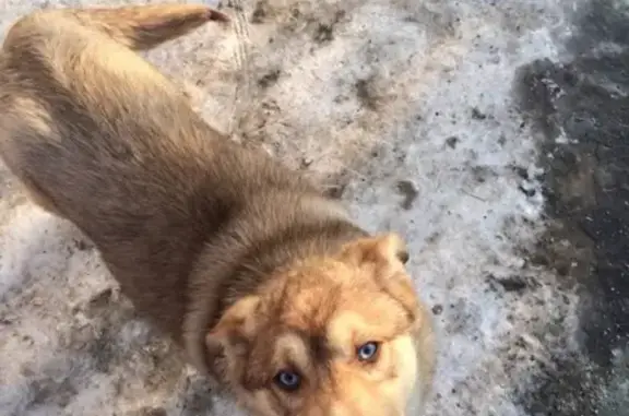 Пропала собака Грэй в Челябинске!