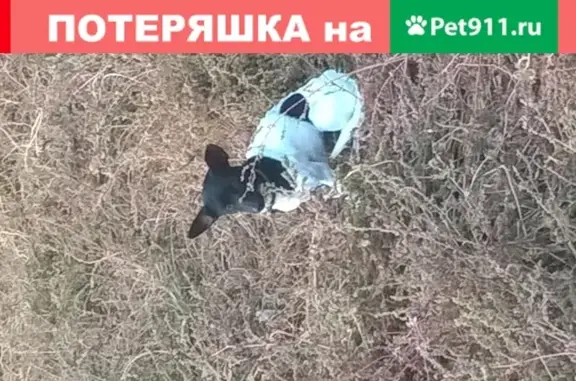 Потерянная собака на улице Безжонова в Астрахани