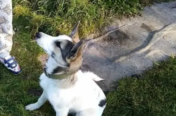 Найдена собака в Деревне Хрустали, Калужская область