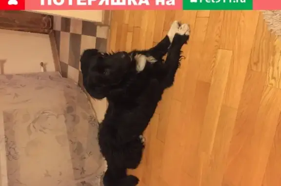 Найден щенок с красным ошейником на ул. Проезд строителей, Москва