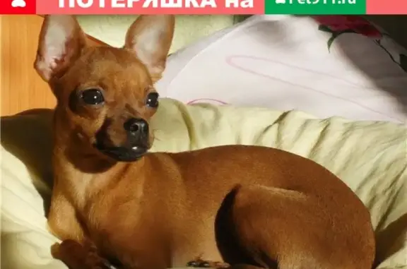 Пропала собака Джесика на улице Садовая, Новошахтинск