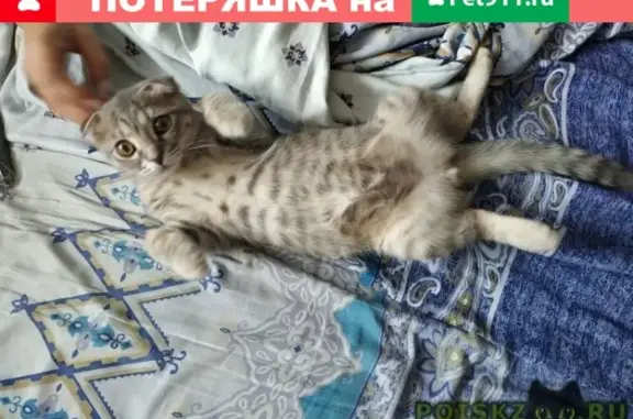 Пропала кошка Скотч в Новороссийске на ул. Куникова