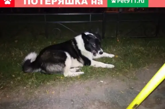 Найдена собака около школы 94, ул. Композиторов, СПб
