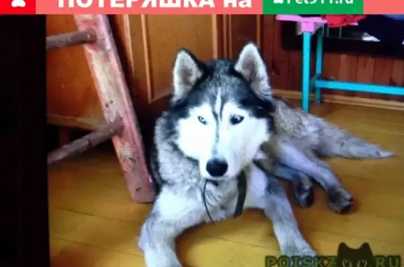 Пропала собака на рынке Заречье, Наро-Фоминск, найден кобель хаски